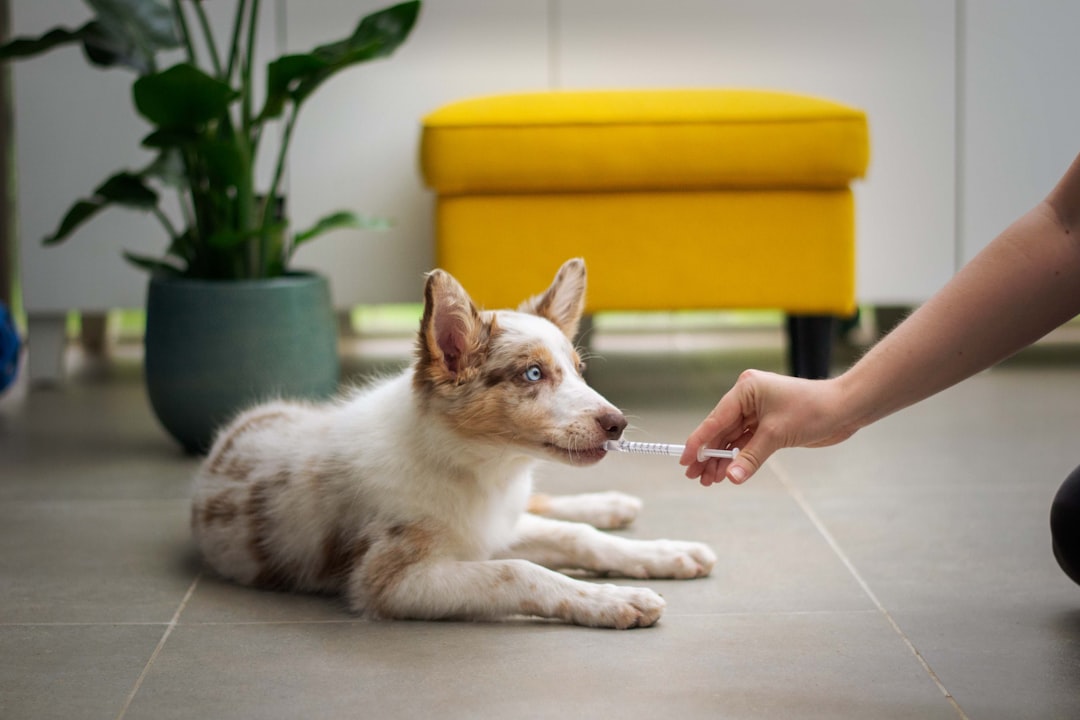 gallery-05 Puppy medicine