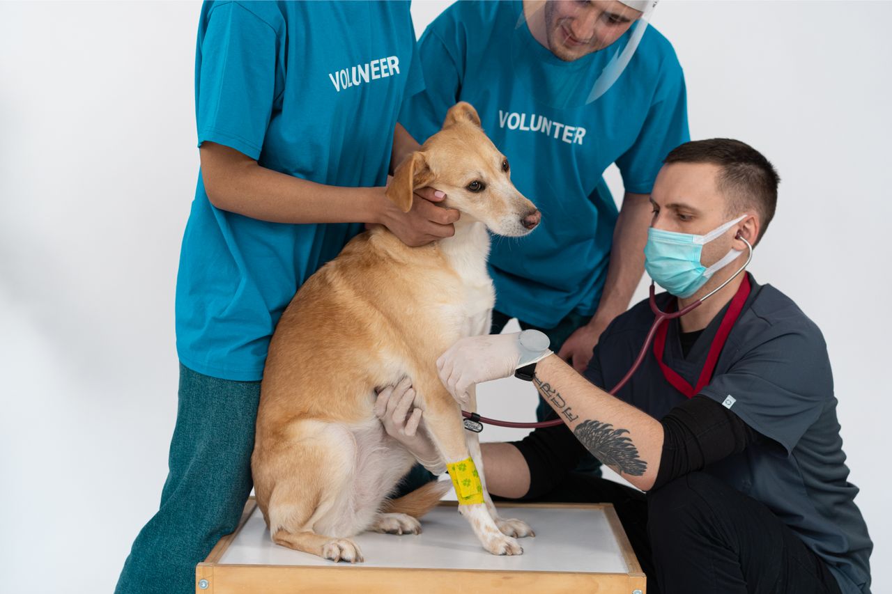 services-10 A veterinarian and volunteers conducting a checkup on a dog at a clinic.