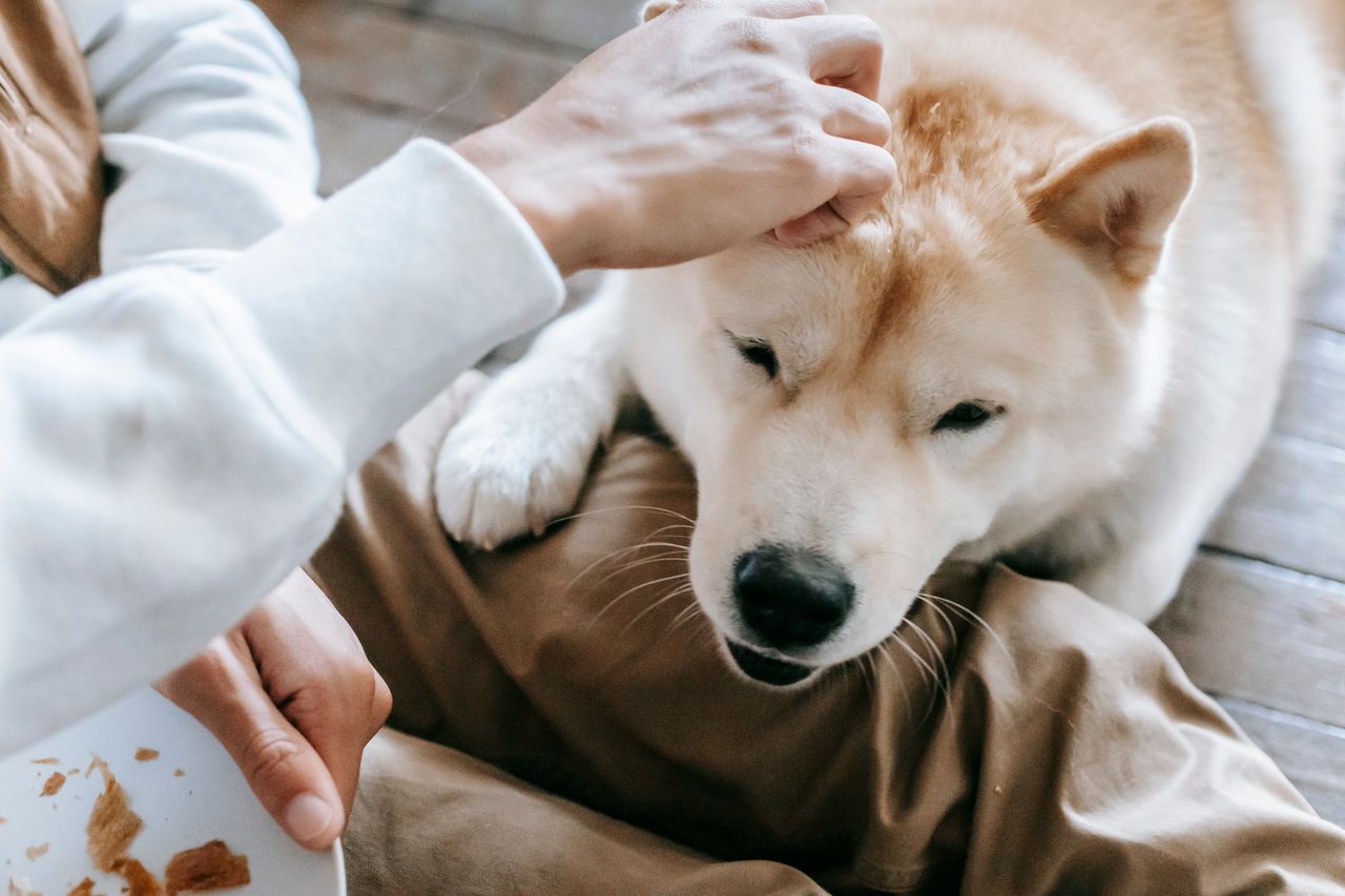 our-story-01 From above of crop anonymous person petting obedient cute Akita dog lying on floor and begging for snack