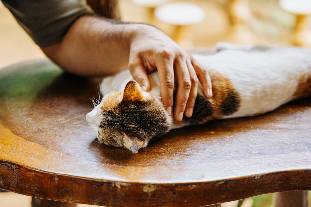 Mastering the First Impression: Your intriguing post title goes here A calico cat enjoys a gentle pet from a person on a wooden table.
