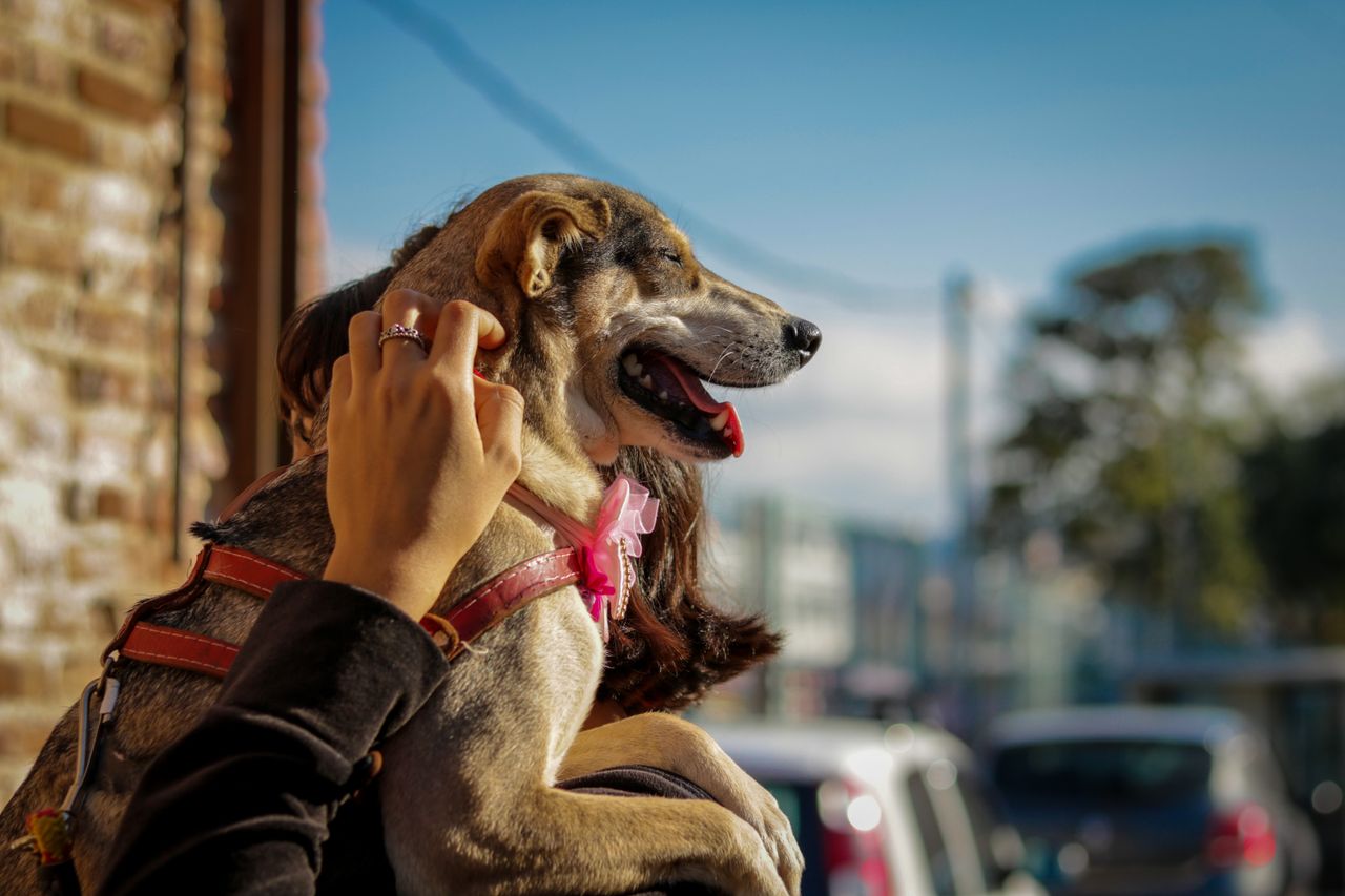 gallery-04 A woman lovingly holds her dog outdoors, basking in the sunlight.